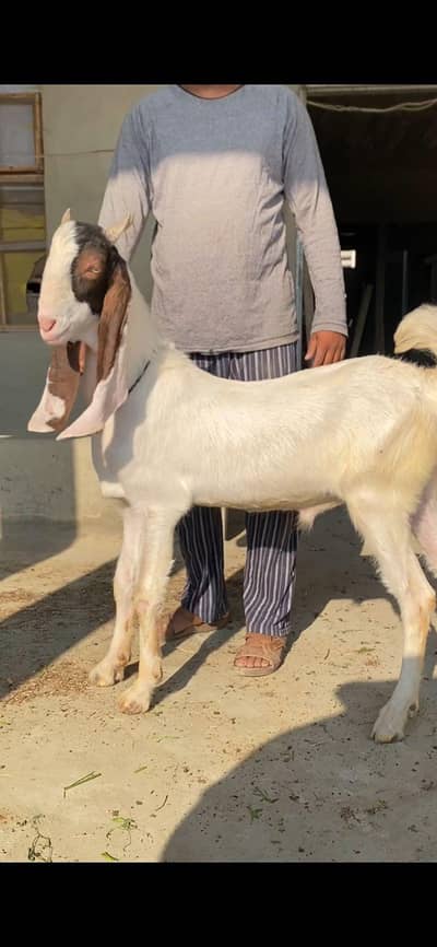 BAKRA PUNCH KASSI GULABHI RATE FINAL HAJ READ DISCRIPTION FISRT