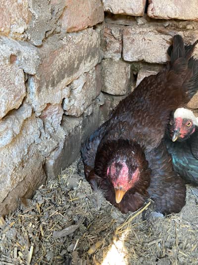 kurak murghi or eggs