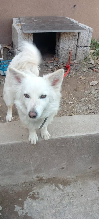 Russian dog in very reasonable price