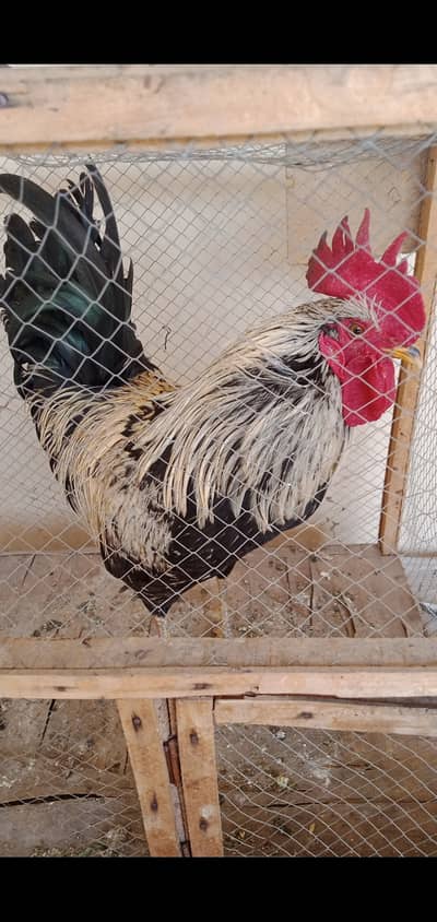 Healthy and active Murga for sale