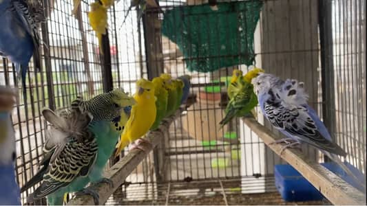 Setup Hogoromo full breeder pair & budgies bugries bujri Australian