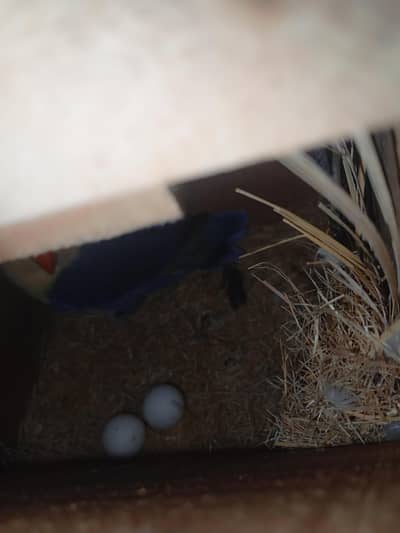 love bird  breeder pair