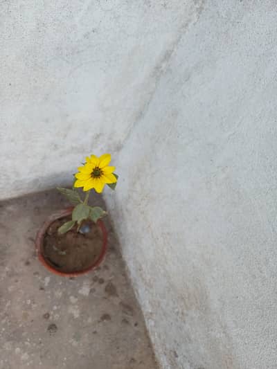 Sunflower plant