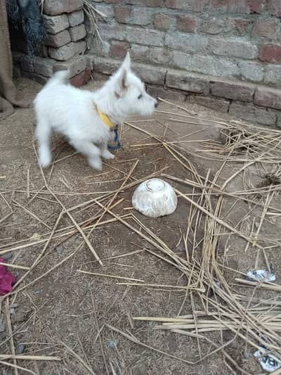 pure psita balo female dog