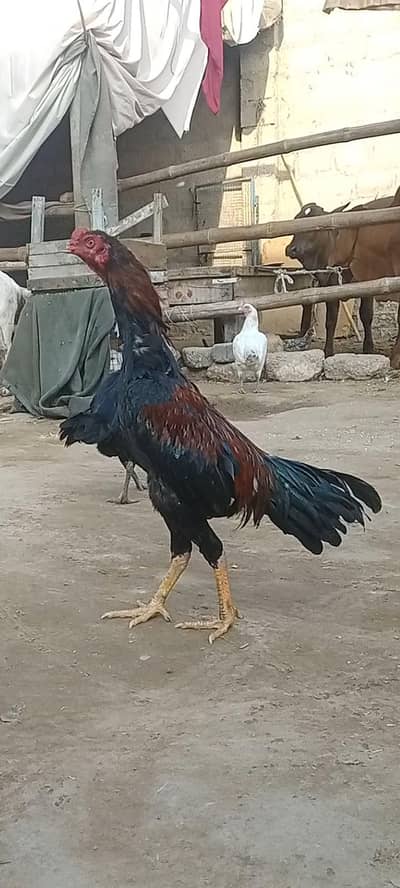 میاں والی پٹھا