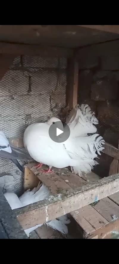 wait English bareedr pair 