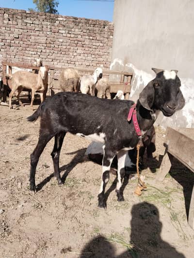 female goat der month ki gaban All warriety available
