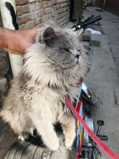 Triple Coated male persian