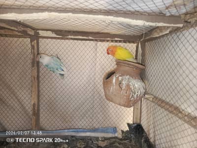 Very important breed