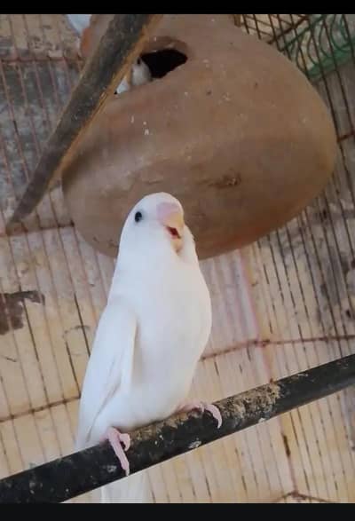 albino pair with eggs