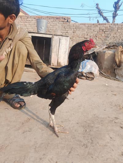 muskan aseel murga for sale