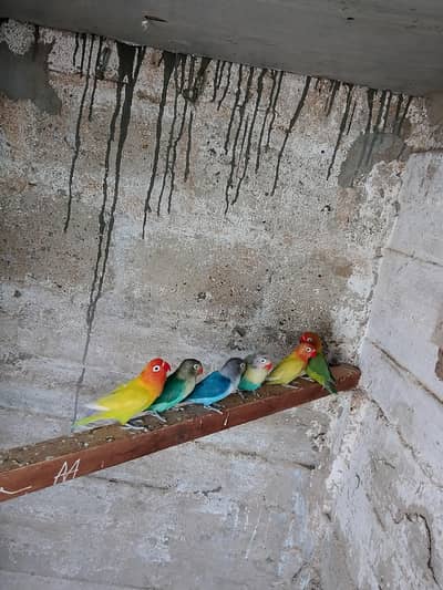 love bird Fisher lutino cream fishery par blue budgies breeder pair