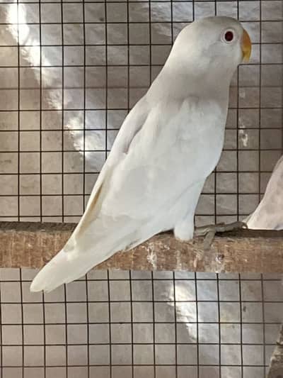 Love birds pathay for sale, contact 03077965568