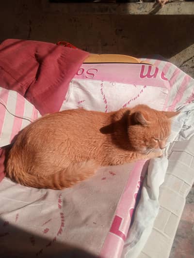 british shorthair golden male cat  urgent sale