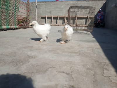 white Buff Chicks Fancy