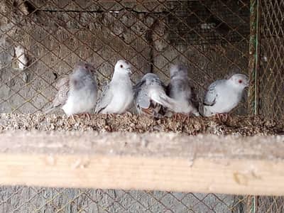 Dove For Sale