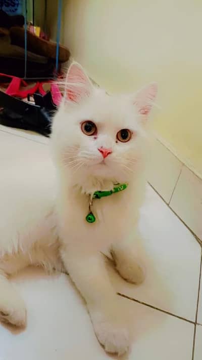 Persian Cat White Male