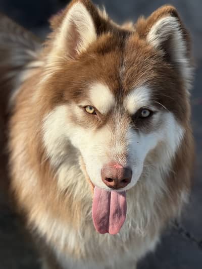 husky