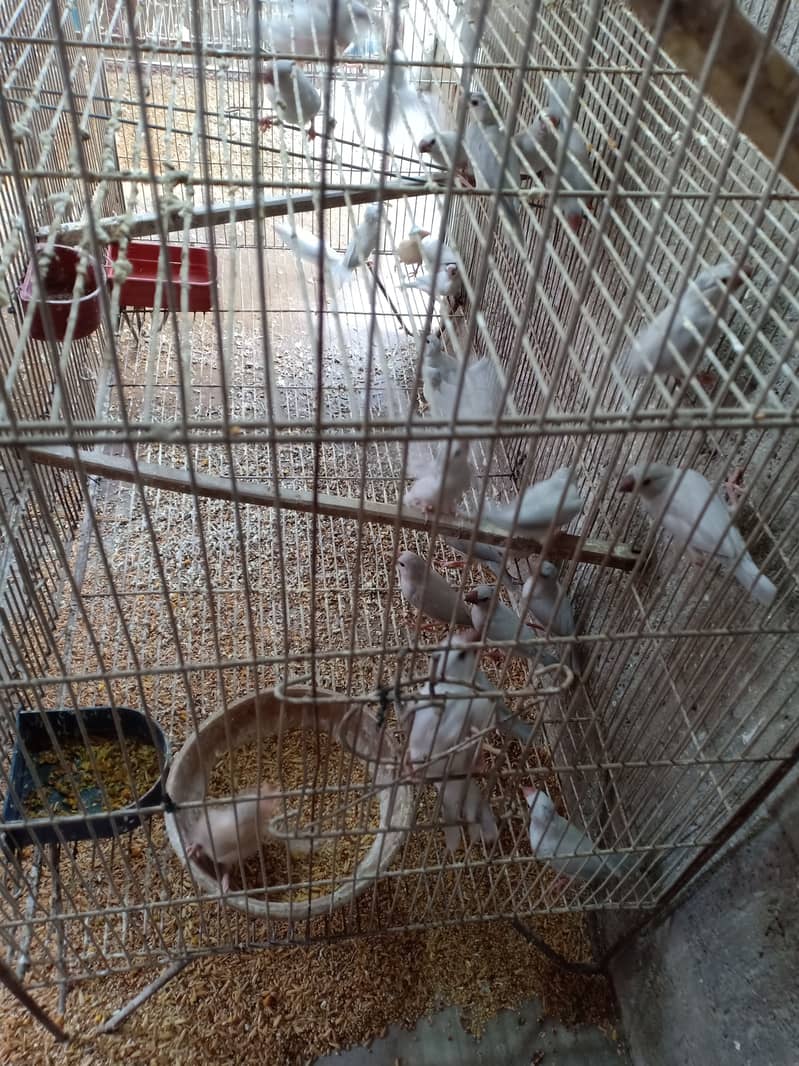 Silver java chicks 0