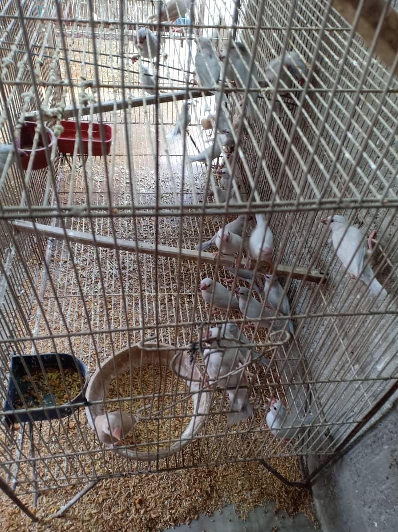 Silver java chicks 1