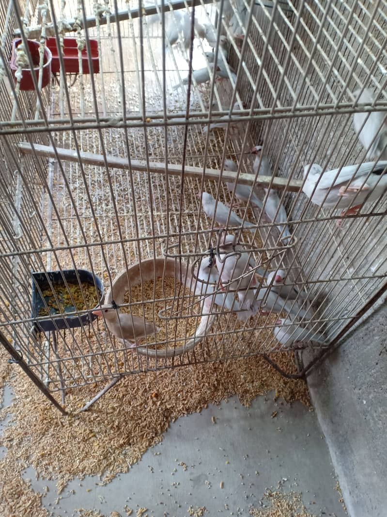 Silver java chicks 2