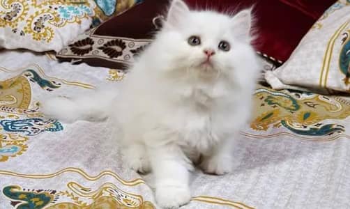 Persian female kitten for sale My WhatsApp number 03 20 24 100 47