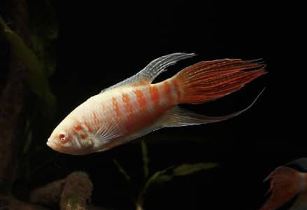 Paradise gourami, oscar , angel , black widow Frontosa, arowana