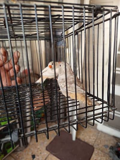 Aoa 3 half orrange finch looking for new shelter