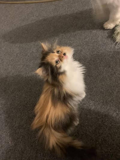 persian cat for sale