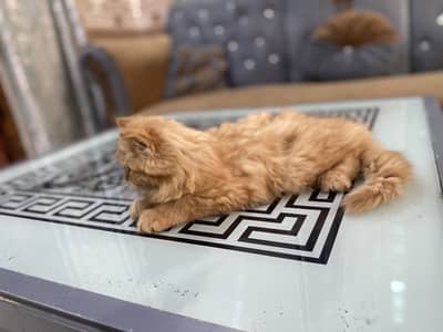 Persian Kitten