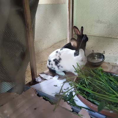 rabbit for sale in sargodha city price on call 03017828384