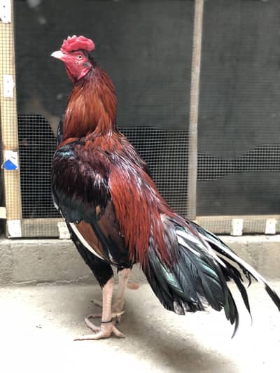 Pure Aseel Breeder 03352539052