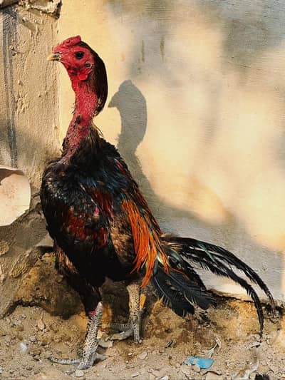 pure Thai pakoya chicks  available