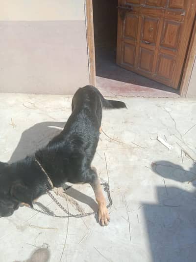 cute little butterfly