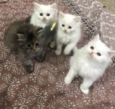 Kittens Persian triple coat Age 2 Months