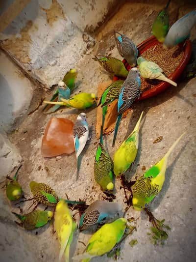 All Colors available