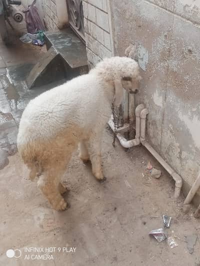 Sheep for sale