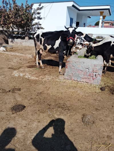 فریزین کو فار سیل