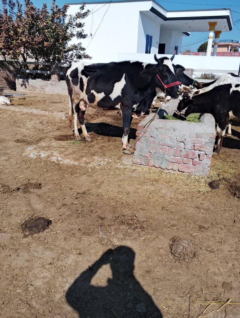 فریزین کو فار سیل 1