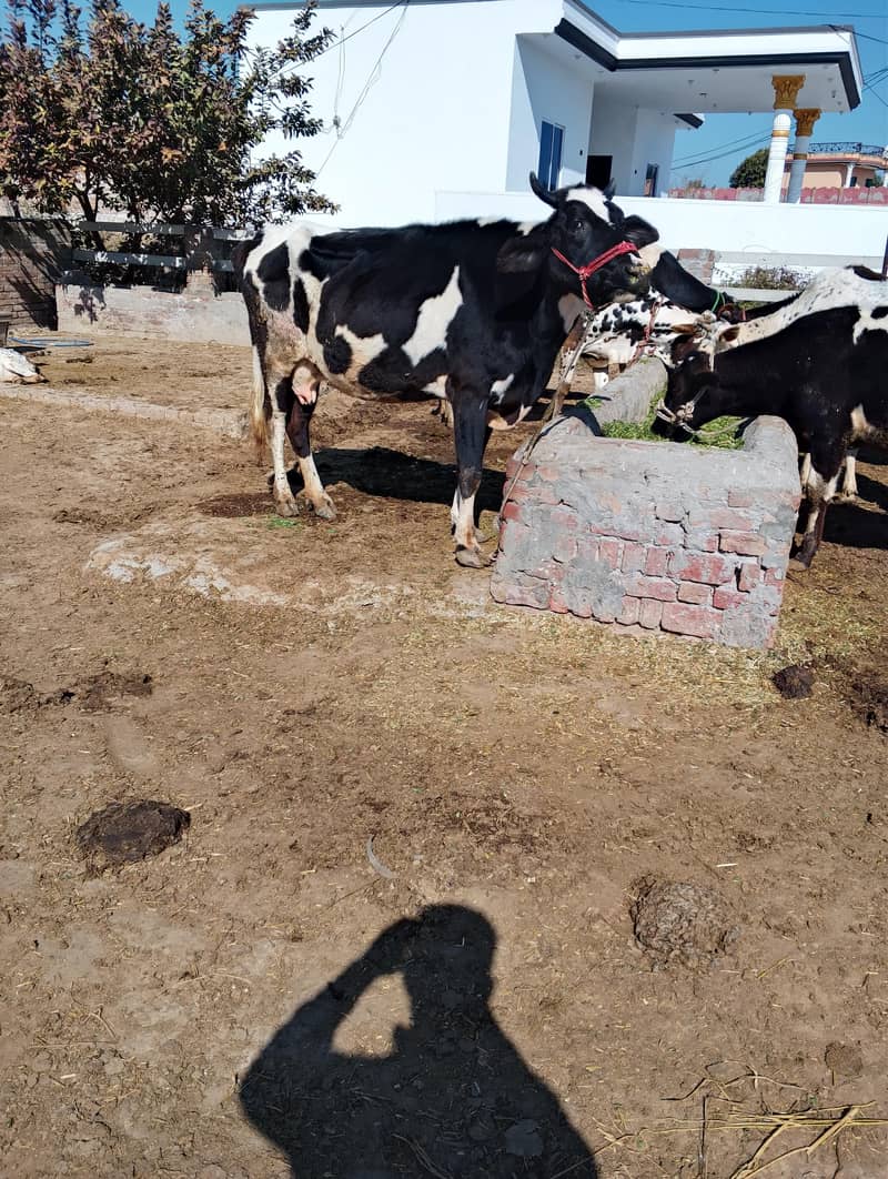 فریزین کو فار سیل 2