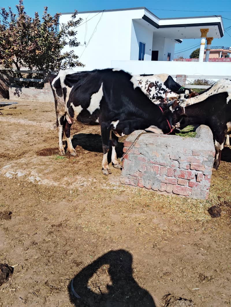 فریزین کو فار سیل 3