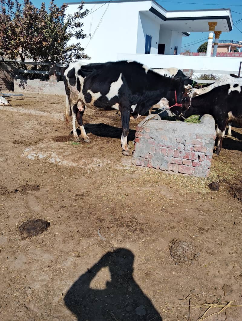 فریزین کو فار سیل 5