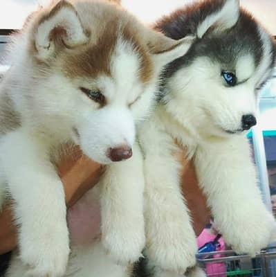 husky puppies 03111968618