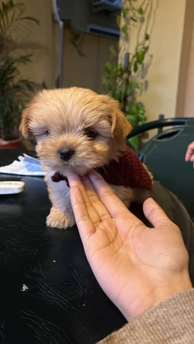 03075273683 Shihtzu male/ female both available