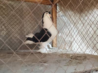 German lahori sherazi