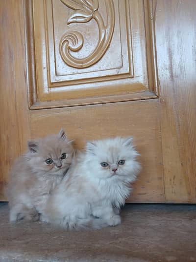 Persian kittens pair