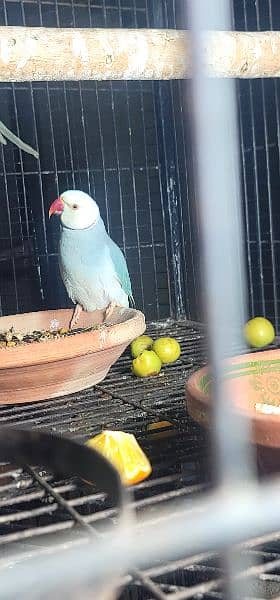 BLUE CT Ringneck Pair