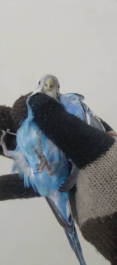 Breeder Budgies Pair