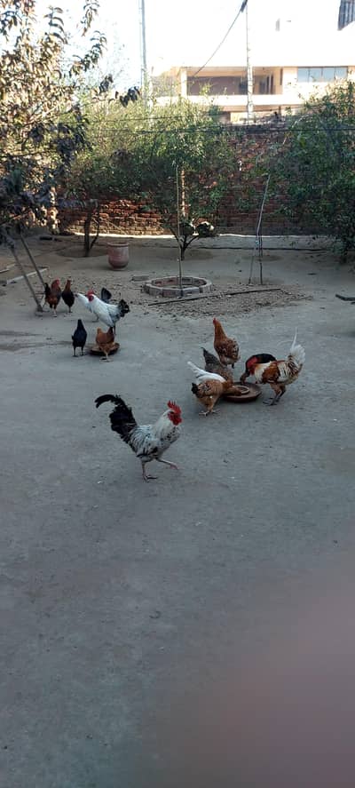 Desi & Misri (Urgent For Sale)