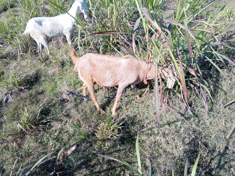 دو گبھن بکریاں 0